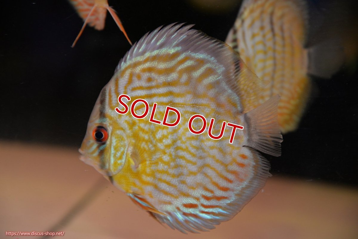 画像2: 【ワイルドディスカス】【通販】【３年ぶりの入荷】ラーゴスララスーパーロイヤル　ヤングスター【個体販売】11cm（生体）ラーゴスララ産 (2)