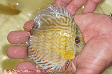 画像2: 【ワイルドディスカス】【通販】【３年ぶりの入荷】ラーゴスララスーパーロイヤル　ヤングスター【個体販売】11cm（生体）ラーゴスララ産 (2)