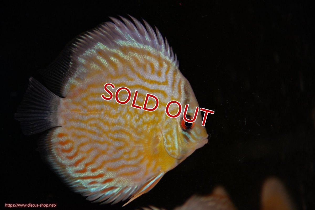 画像3: 【ワイルドディスカス】【通販】【３年ぶりの入荷】ラーゴスララスーパーロイヤル　ヤングスター【個体販売】11cm（生体）ラーゴスララ産 (3)