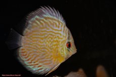 画像3: 【ワイルドディスカス】【通販】【３年ぶりの入荷】ラーゴスララスーパーロイヤル　ヤングスター【個体販売】11cm（生体）ラーゴスララ産 (3)