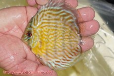 画像4: 【ワイルドディスカス】【通販】【３年ぶりの入荷】ラーゴスララスーパーロイヤル　ヤングスター【個体販売】11cm（生体）ラーゴスララ産 (4)