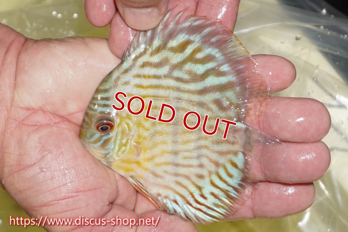 画像1: 【ワイルドディスカス】【通販】【３年ぶりの入荷】ラーゴスララスーパーロイヤル　ヤングスター【個体販売】11cm（生体）ラーゴスララ産 (1)