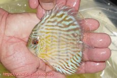 画像1: 【ワイルドディスカス】【通販】【３年ぶりの入荷】ラーゴスララスーパーロイヤル　ヤングスター【個体販売】11cm（生体）ラーゴスララ産 (1)