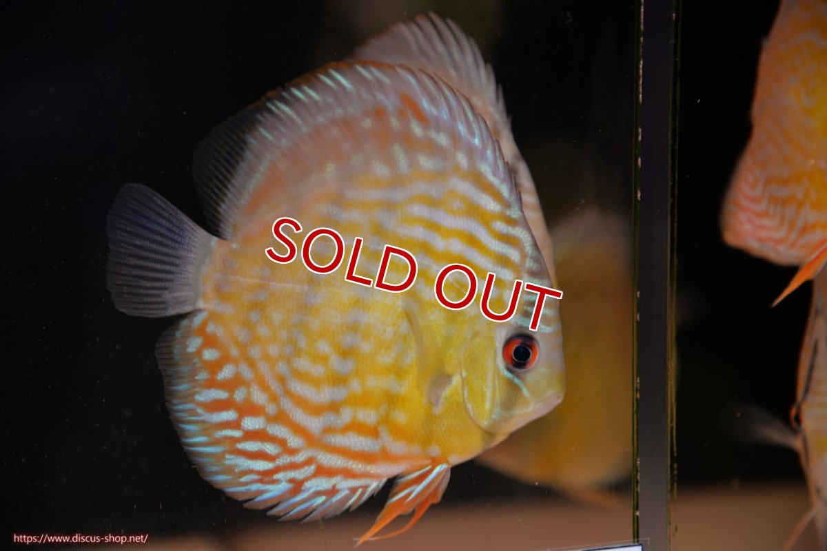 画像1: 【決算セール対象個体】【ワイルドディスカス】【通販】【３年ぶりの入荷】ラーゴスララスーパーロイヤル　ヤングスター【個体販売】11cm（生体）ラーゴスララ産 (1)