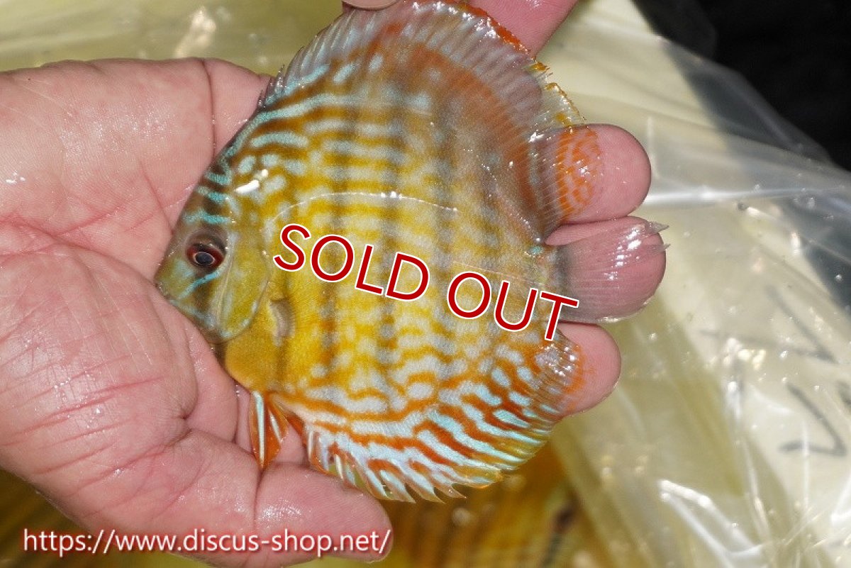 画像2: 【決算セール対象個体】【ワイルドディスカス】【通販】【３年ぶりの入荷】ラーゴスララスーパーロイヤル　ヤングスター【個体販売】11cm（生体）ラーゴスララ産 (2)