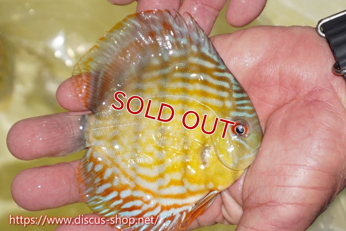 画像3: 【決算セール対象個体】【ワイルドディスカス】【通販】【３年ぶりの入荷】ラーゴスララスーパーロイヤル　ヤングスター【個体販売】11cm（生体）ラーゴスララ産 (3)