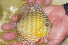 画像3: 【決算セール対象個体】【ワイルドディスカス】【通販】【３年ぶりの入荷】ラーゴスララスーパーロイヤル　ヤングスター【個体販売】11cm（生体）ラーゴスララ産 (3)