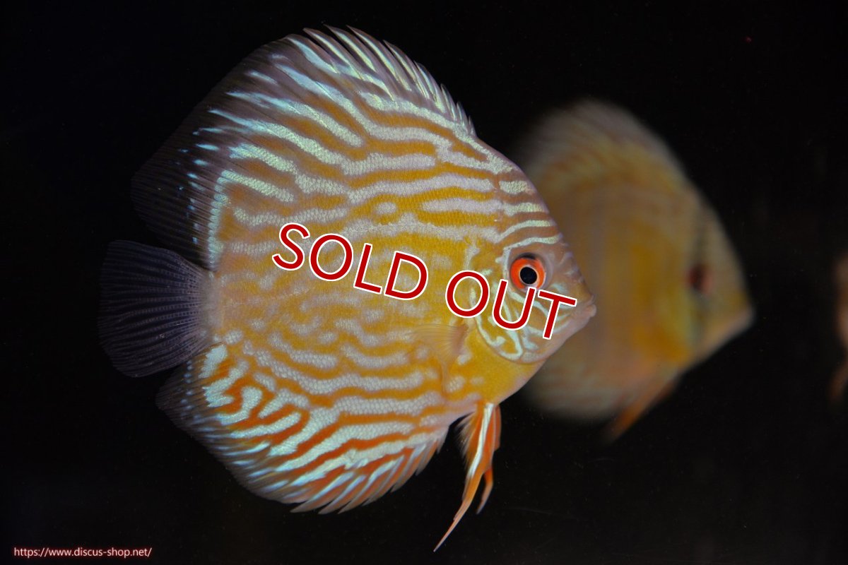 画像1: 【ワイルドディスカス】【通販】【３年ぶりの入荷】ラーゴスララスーパーロイヤル　ヤングスター【個体販売】11cm（生体）ラーゴスララ産 (1)