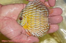 画像1: 【ワイルドディスカス】【通販】【３年ぶりの入荷】ラーゴスララスーパーロイヤル　ヤングスター【個体販売】11cm（生体）ラーゴスララ産 (1)