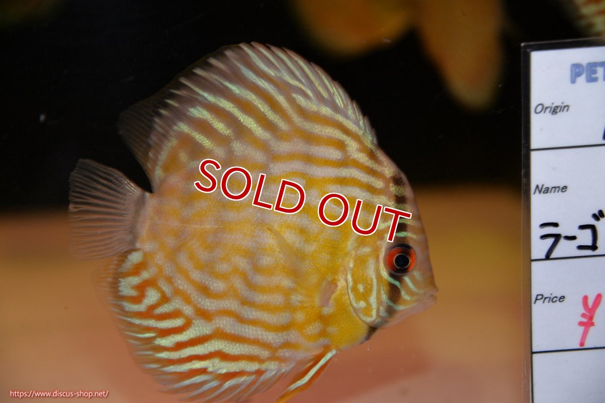 画像2: 【ワイルドディスカス】【通販】【３年ぶりの入荷】ラーゴスララスーパーロイヤル　ヤングスター【個体販売】11cm（生体）ラーゴスララ産 (2)