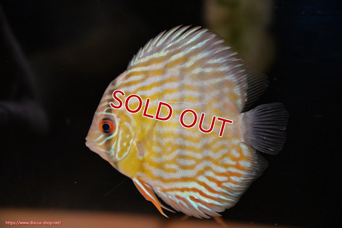 画像3: 【ワイルドディスカス】【通販】【３年ぶりの入荷】ラーゴスララスーパーロイヤル　ヤングスター【個体販売】11cm（生体）ラーゴスララ産 (3)