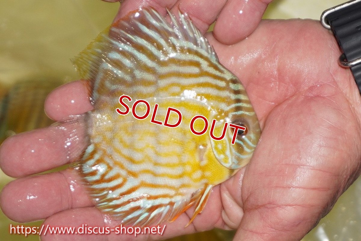 画像5: 【ワイルドディスカス】【通販】【３年ぶりの入荷】ラーゴスララスーパーロイヤル　ヤングスター【個体販売】11cm（生体）ラーゴスララ産 (5)