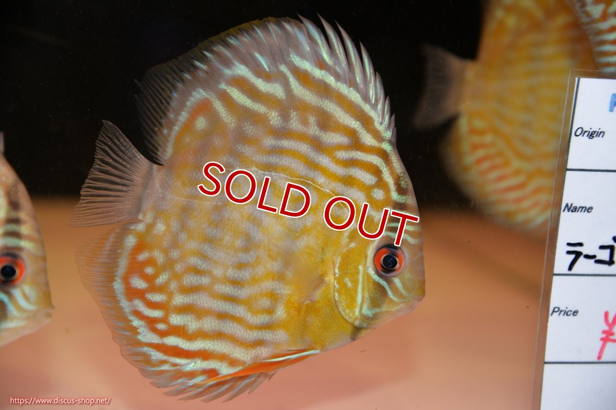 画像1: 【ワイルドディスカス】【通販】【３年ぶりの入荷】ラーゴスララスーパーロイヤル　ヤングスター【個体販売】11cm（生体）ラーゴスララ産 (1)