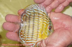 画像2: 【ワイルドディスカス】【通販】【３年ぶりの入荷】ラーゴスララスーパーロイヤル　ヤングスター【個体販売】11cm（生体）ラーゴスララ産 (2)
