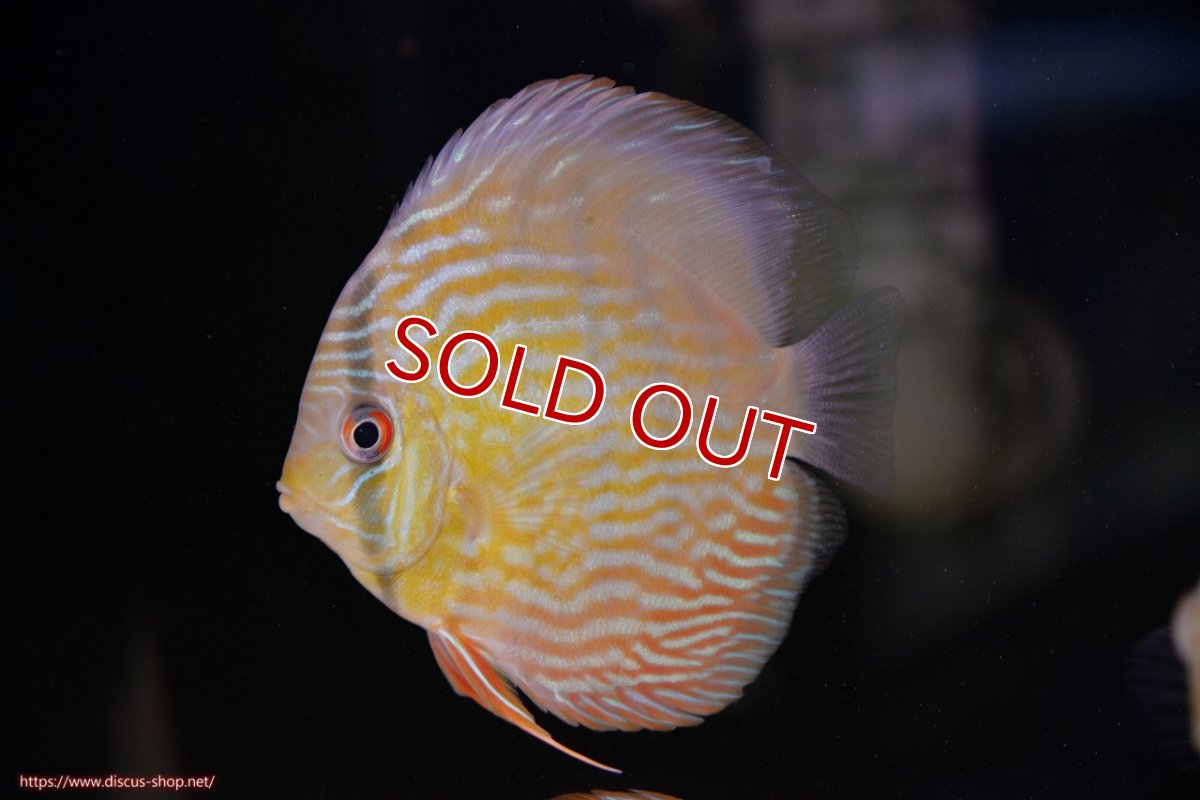 画像1: 【30周年記念セール対象個体】【ワイルドディスカス】【通販】【３年ぶりの入荷】ラーゴスララスーパーロイヤル　ヤングスター【個体販売】11cm（生体）ラーゴスララ産 (1)