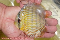 画像1: 【ワイルドディスカス】【通販】【３年ぶりの入荷】ラーゴスララスーパーロイヤル　ヤングスター【個体販売】11cm（生体）ラーゴスララ産 (1)