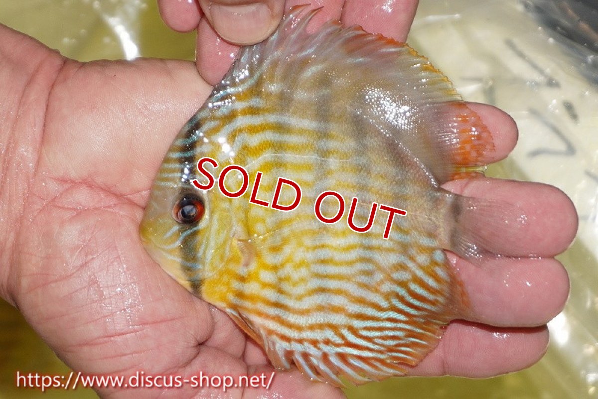 画像2: 【30周年記念セール対象個体】【ワイルドディスカス】【通販】【３年ぶりの入荷】ラーゴスララスーパーロイヤル　ヤングスター【個体販売】11cm（生体）ラーゴスララ産 (2)