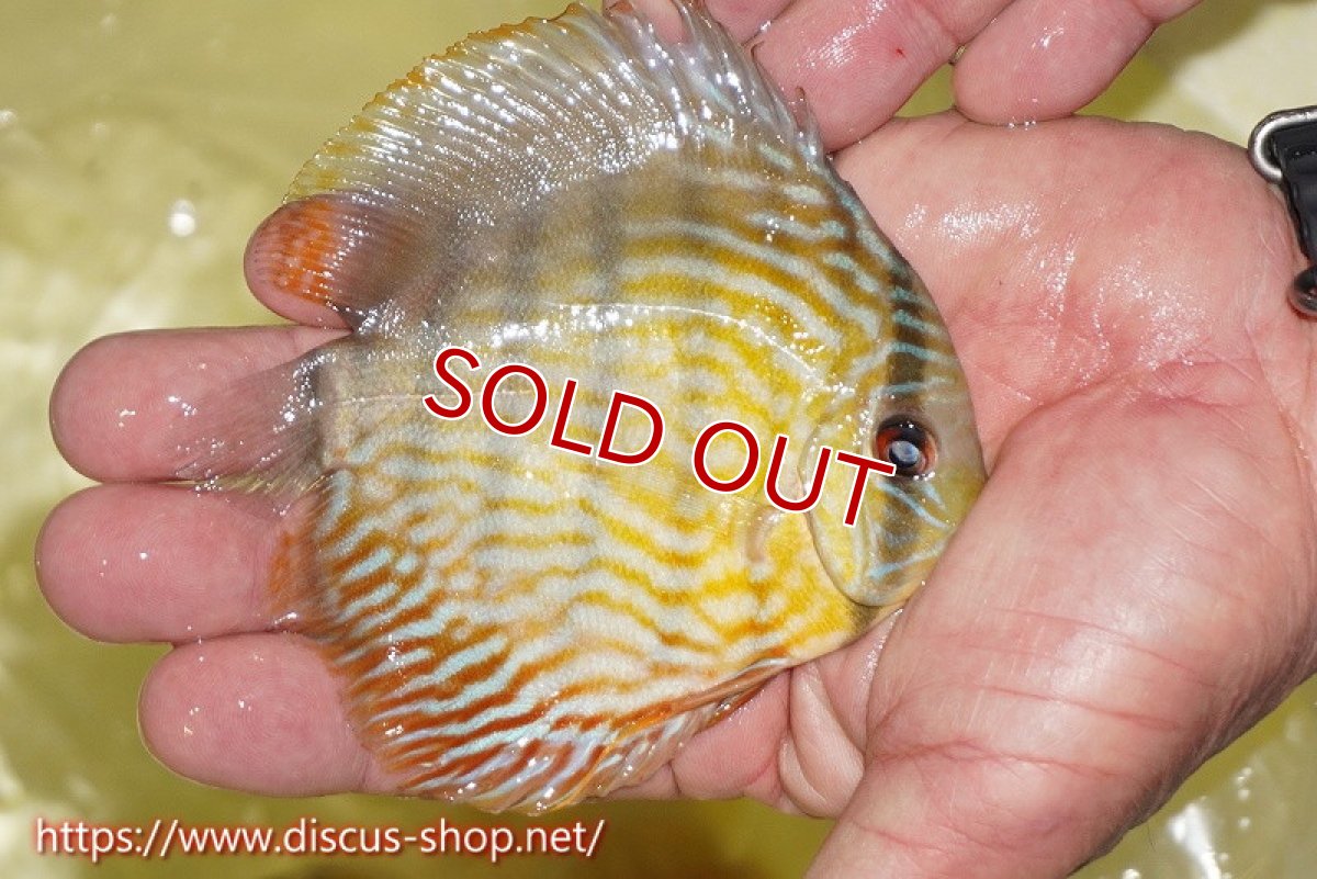 画像3: 【30周年記念セール対象個体】【ワイルドディスカス】【通販】【３年ぶりの入荷】ラーゴスララスーパーロイヤル　ヤングスター【個体販売】11cm（生体）ラーゴスララ産 (3)