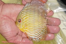 画像1: 【ワイルドディスカス】【通販】【３年ぶりの入荷】ラーゴスララスーパーロイヤル　ヤングスター【個体販売】11cm（生体）ラーゴスララ産 (1)