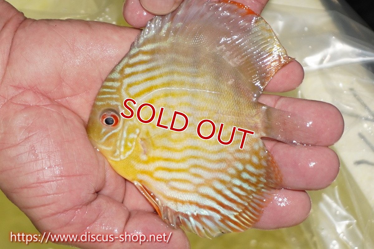 画像2: 【ワイルドディスカス】【通販】【３年ぶりの入荷】ラーゴスララスーパーロイヤル　ヤングスター【個体販売】11cm（生体）ラーゴスララ産 (2)