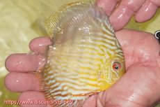 画像3: 【ワイルドディスカス】【通販】【３年ぶりの入荷】ラーゴスララスーパーロイヤル　ヤングスター【個体販売】11cm（生体）ラーゴスララ産 (3)