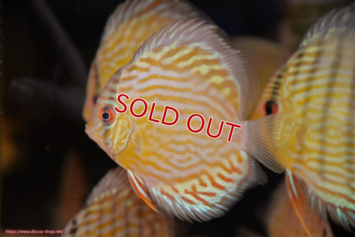 画像2: 【ワイルドディスカス】【通販】【３年ぶりの入荷】ラーゴスララスーパーロイヤル　ヤングスター【個体販売】11cm（生体）ラーゴスララ産 (2)