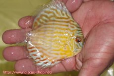 画像2: 【ワイルドディスカス】【通販】【３年ぶりの入荷】ラーゴスララスーパーロイヤル　ヤングスター【個体販売】11cm（生体）ラーゴスララ産 (2)