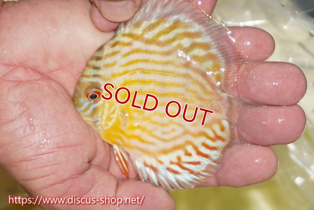 画像3: 【ワイルドディスカス】【通販】【３年ぶりの入荷】ラーゴスララスーパーロイヤル　ヤングスター【個体販売】11cm（生体）ラーゴスララ産 (3)