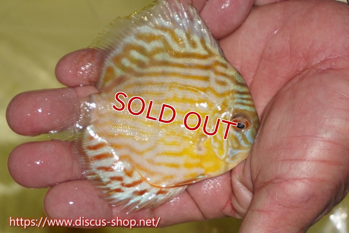 画像4: 【ワイルドディスカス】【通販】【３年ぶりの入荷】ラーゴスララスーパーロイヤル　ヤングスター【個体販売】11cm（生体）ラーゴスララ産 (4)