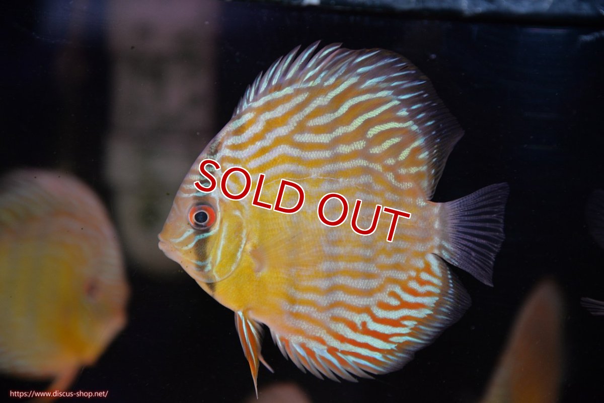 画像1: 【ワイルドディスカス】【通販】【３年ぶりの入荷】ラーゴスララスーパーロイヤル　ヤングスター【個体販売】11cm（生体）ラーゴスララ産 (1)