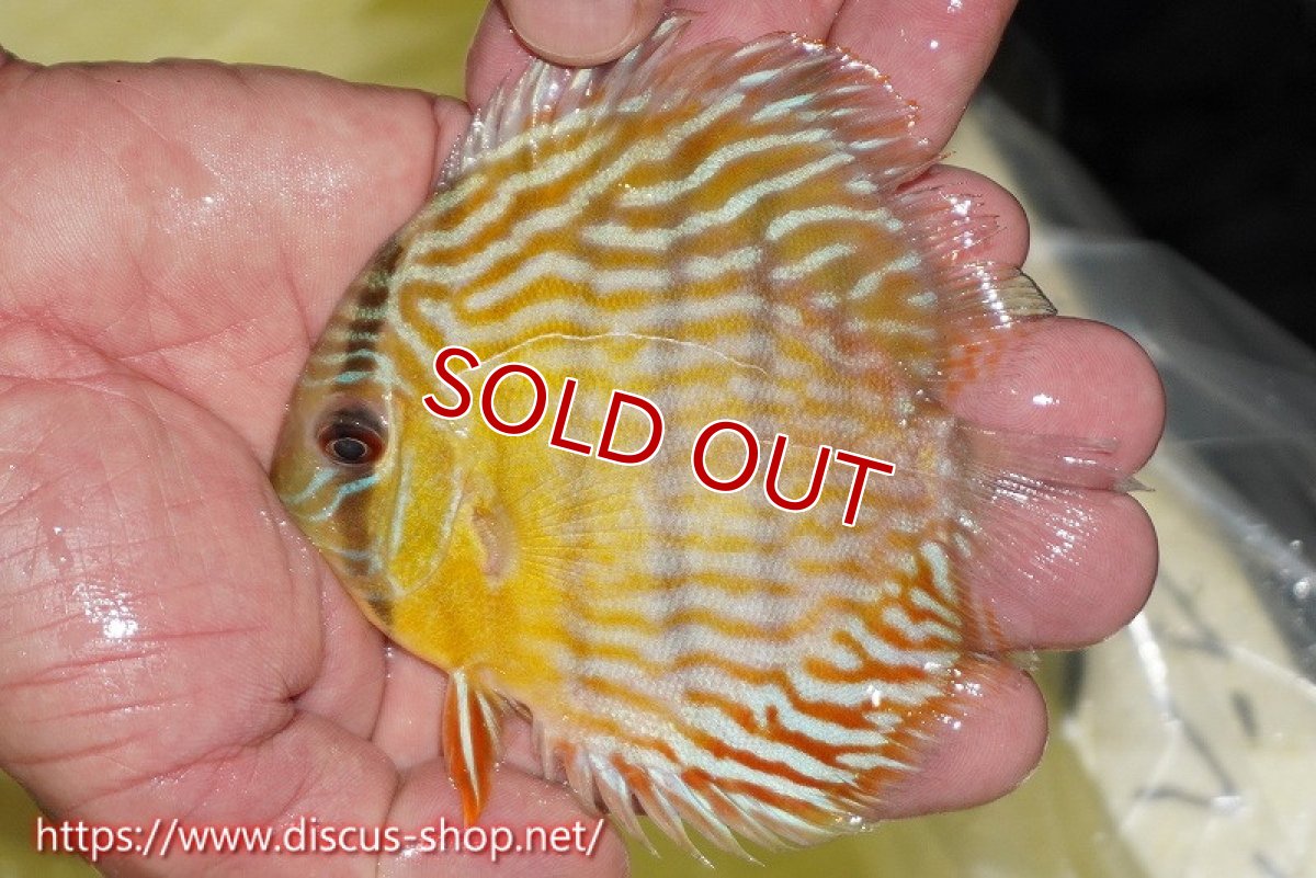 画像3: 【ワイルドディスカス】【通販】【３年ぶりの入荷】ラーゴスララスーパーロイヤル　ヤングスター【個体販売】11cm（生体）ラーゴスララ産 (3)