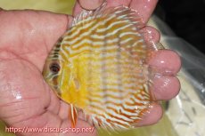 画像3: 【ワイルドディスカス】【通販】【３年ぶりの入荷】ラーゴスララスーパーロイヤル　ヤングスター【個体販売】11cm（生体）ラーゴスララ産 (3)