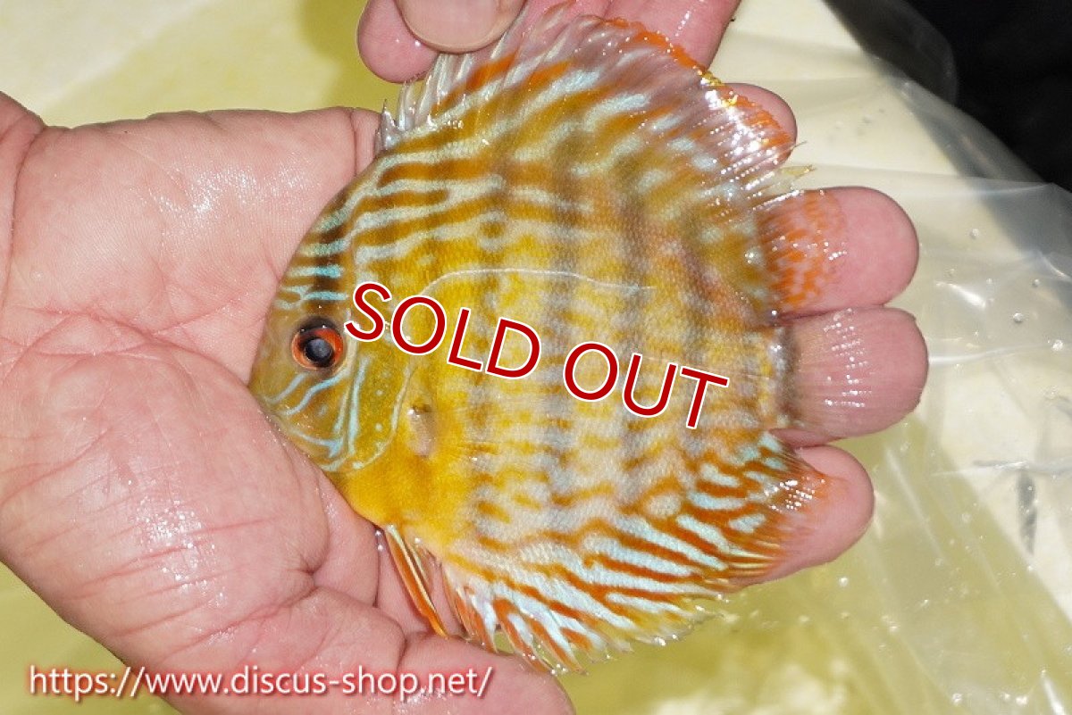 画像1: 【30周年記念セール対象個体】【ワイルドディスカス】【通販】【３年ぶりの入荷】ラーゴスララスーパーロイヤル　ヤングスター【個体販売】11cm（生体）ラーゴスララ産 (1)