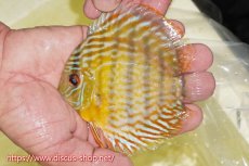 画像1: 【ワイルドディスカス】【通販】【３年ぶりの入荷】ラーゴスララスーパーロイヤル　ヤングスター【個体販売】11cm（生体）ラーゴスララ産 (1)