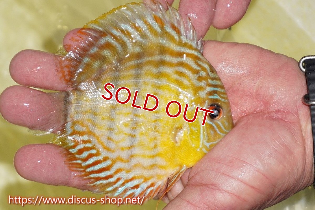 画像2: 【30周年記念セール対象個体】【ワイルドディスカス】【通販】【３年ぶりの入荷】ラーゴスララスーパーロイヤル　ヤングスター【個体販売】11cm（生体）ラーゴスララ産 (2)