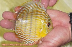 画像2: 【ワイルドディスカス】【通販】【３年ぶりの入荷】ラーゴスララスーパーロイヤル　ヤングスター【個体販売】11cm（生体）ラーゴスララ産 (2)