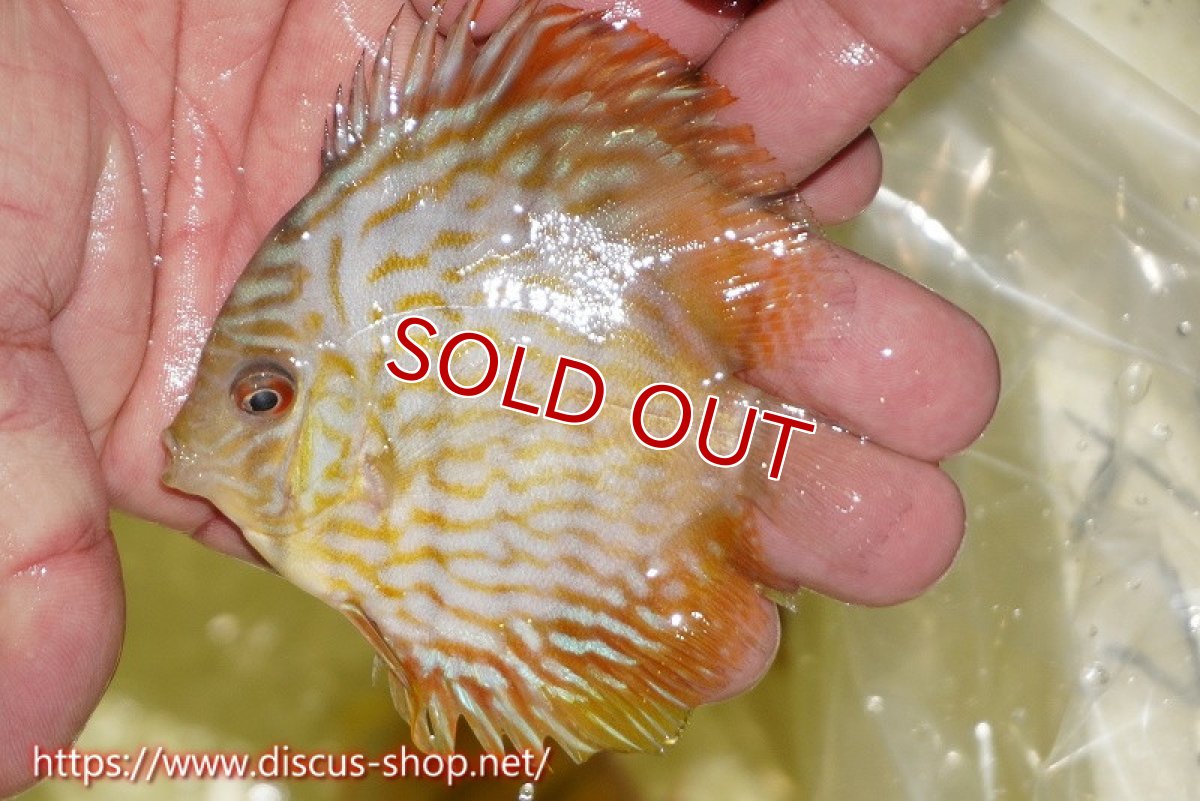 画像1: 【決算セール対象個体】【ワイルドディスカス】【通販】【３年ぶりの入荷】ラーゴスララスーパーロイヤル　ヤングスター【個体販売】10cm（生体）ラーゴスララ産 (1)