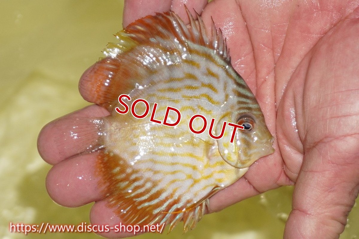 画像2: 【決算セール対象個体】【ワイルドディスカス】【通販】【３年ぶりの入荷】ラーゴスララスーパーロイヤル　ヤングスター【個体販売】10cm（生体）ラーゴスララ産 (2)