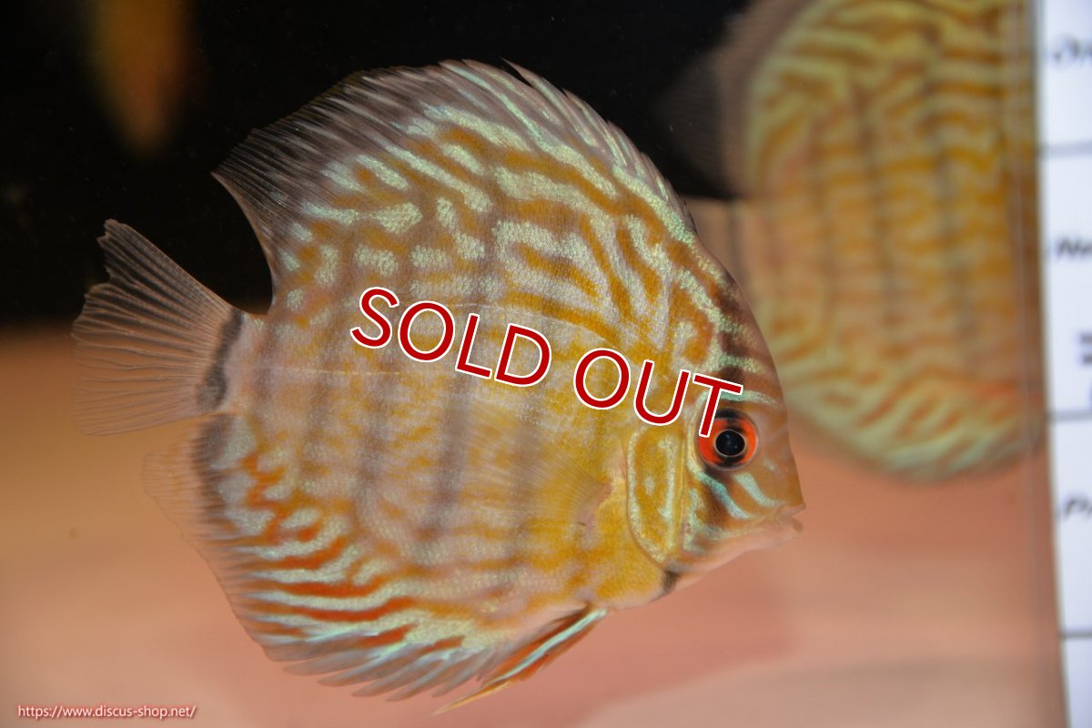 画像2: 【ワイルドディスカス】【通販】【３年ぶりの入荷】ラーゴスララスーパーロイヤル　ヤングスター【個体販売】11cm（生体）ラーゴスララ産 (2)