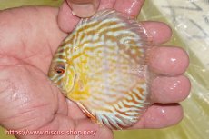 画像3: 【ワイルドディスカス】【通販】【３年ぶりの入荷】ラーゴスララスーパーロイヤル　ヤングスター【個体販売】11cm（生体）ラーゴスララ産 (3)