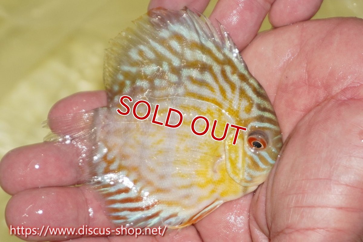 画像4: 【ワイルドディスカス】【通販】【３年ぶりの入荷】ラーゴスララスーパーロイヤル　ヤングスター【個体販売】11cm（生体）ラーゴスララ産 (4)