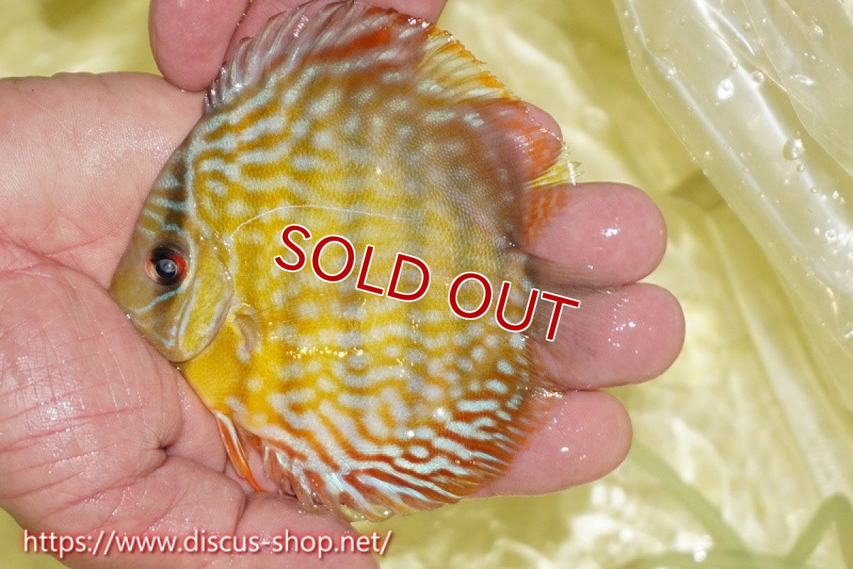 画像1: 【決算セール対象個体】【ワイルドディスカス】【通販】【３年ぶりの入荷】ラーゴスララスーパーロイヤル　ヤングスター【個体販売】10-11cm（生体）ラーゴスララ産 (1)