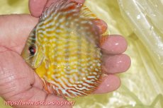 画像1: 【ワイルドディスカス】【通販】【３年ぶりの入荷】ラーゴスララスーパーロイヤル　ヤングスター【個体販売】10-11cm（生体）ラーゴスララ産 (1)