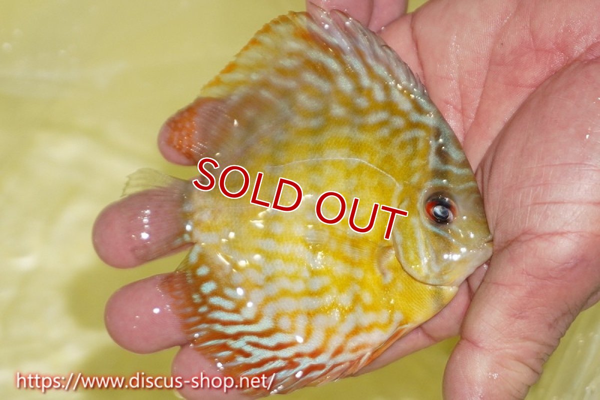 画像2: 【決算セール対象個体】【ワイルドディスカス】【通販】【３年ぶりの入荷】ラーゴスララスーパーロイヤル　ヤングスター【個体販売】10-11cm（生体）ラーゴスララ産 (2)
