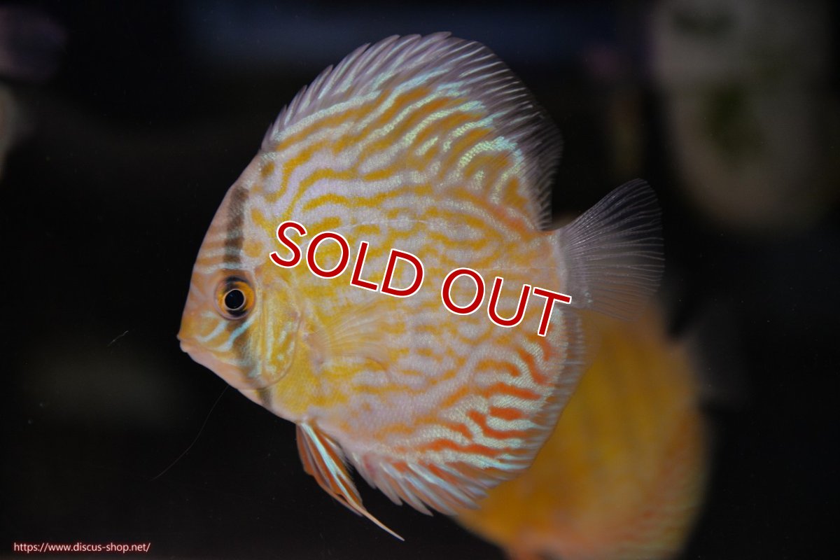 画像1: 【ワイルドディスカス】【通販】【３年ぶりの入荷】ラーゴスララスーパーロイヤル　ヤングスター【個体販売】10-11cm（生体）ラーゴスララ産 (1)