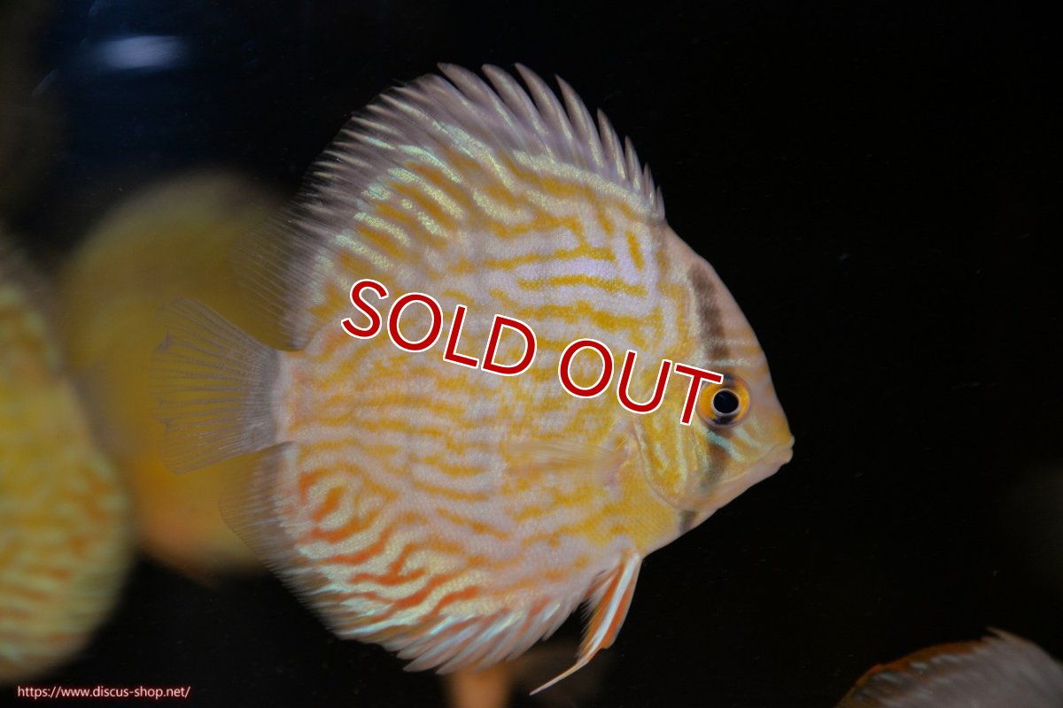 画像2: 【ワイルドディスカス】【通販】【３年ぶりの入荷】ラーゴスララスーパーロイヤル　ヤングスター【個体販売】10-11cm（生体）ラーゴスララ産 (2)