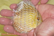 画像2: 【ワイルドディスカス】【通販】【３年ぶりの入荷】ラーゴスララスーパーロイヤル　ヤングスター【個体販売】10-11cm（生体）ラーゴスララ産 (2)