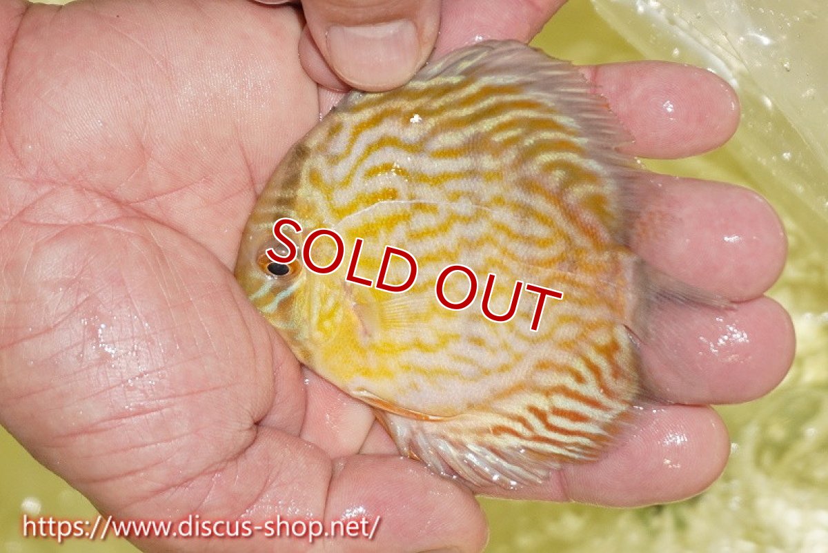 画像3: 【ワイルドディスカス】【通販】【３年ぶりの入荷】ラーゴスララスーパーロイヤル　ヤングスター【個体販売】10-11cm（生体）ラーゴスララ産 (3)