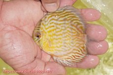 画像3: 【ワイルドディスカス】【通販】【３年ぶりの入荷】ラーゴスララスーパーロイヤル　ヤングスター【個体販売】10-11cm（生体）ラーゴスララ産 (3)