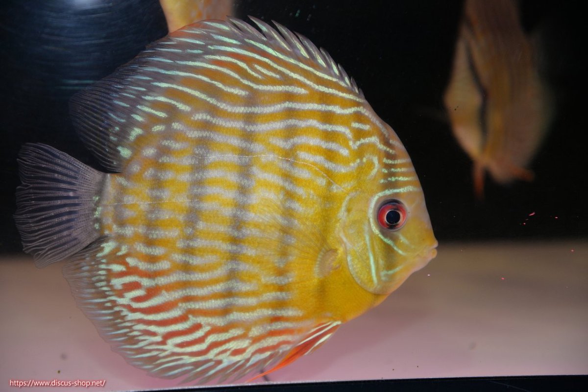 画像1: 【30周年記念セール対象個体】【ワイルドディスカス】【通販】【３年ぶりの入荷】ラーゴスララスーパーロイヤル【個体販売】16cm（生体）ラーゴスララ産 (1)